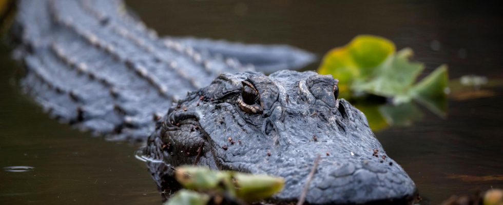 Alligator killed had corpse in gap