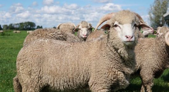 Baambrugse sheep show themselves on the Amsterdam Fashion Week catwalk