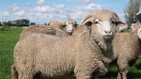 Baambrugse sheep show themselves on the Amsterdam Fashion Week catwalk