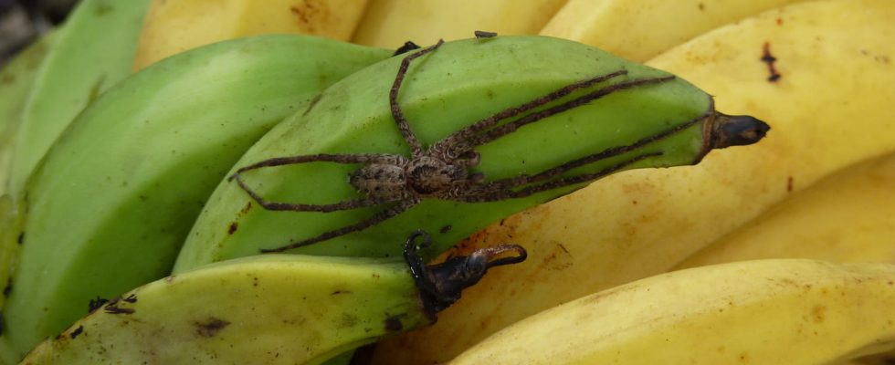 Banana spider size bite dangers in France