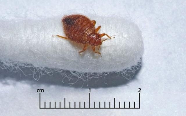 Bedbug infestation in Paris the capital of France Government intervention