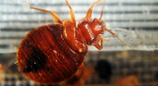 Bedbugs why they disappeared for decades… before making a comeback