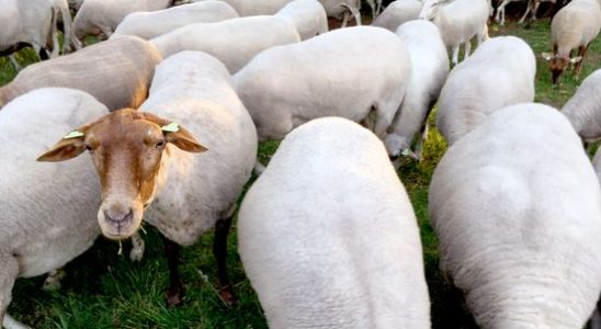 Bluetongue virus at sheep farms in Stichtse Vecht and Wijdemeren