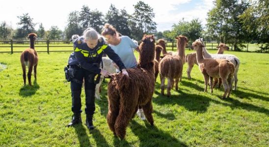 Dogs attack herd of alpacas in Eemnes one alpaca is