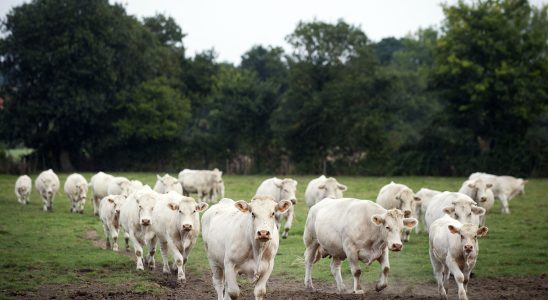 Epizootic hemorrhagic disease the virus that worries French breeders