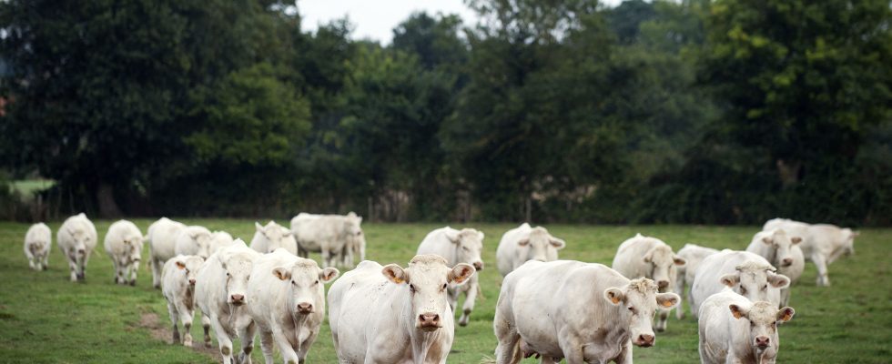 Epizootic hemorrhagic disease the virus that worries French breeders