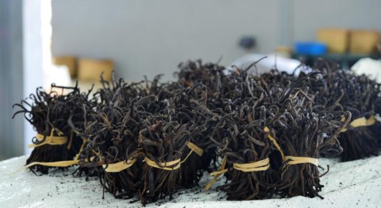 European regulation on nicotine residues Malagasy vanilla could be spared