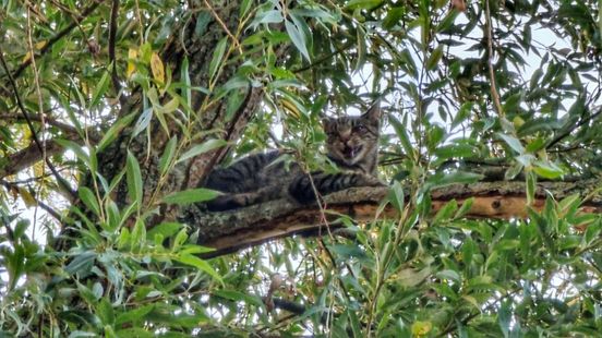 Experienced tree climber saves cat Ruby to loud applause Meow