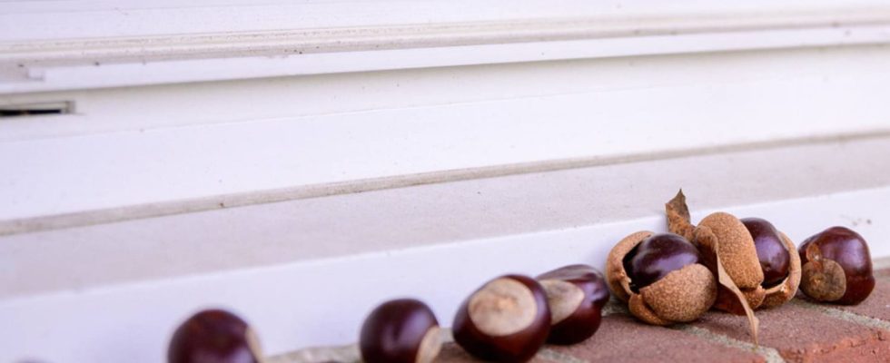 Farmers place chestnuts on their windowsill and they are right