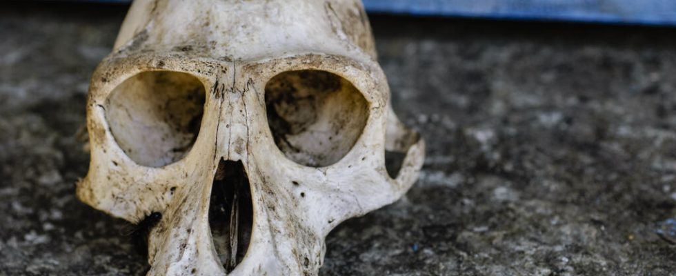 French customs discover vast trafficking in animal skulls from Africa