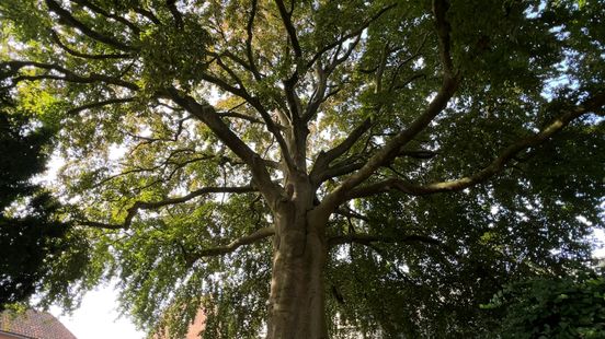 IJsselstein red beech in Gerdas garden can become tree of