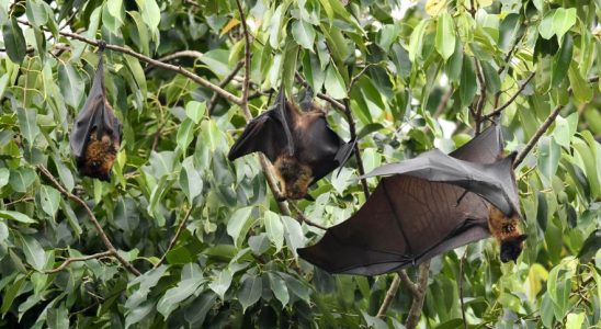 It could be catastrophic Nipah the virus that worries the