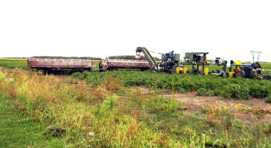 Its pepper season in Wallaceburg