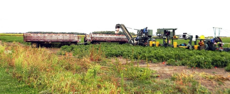 Its pepper season in Wallaceburg