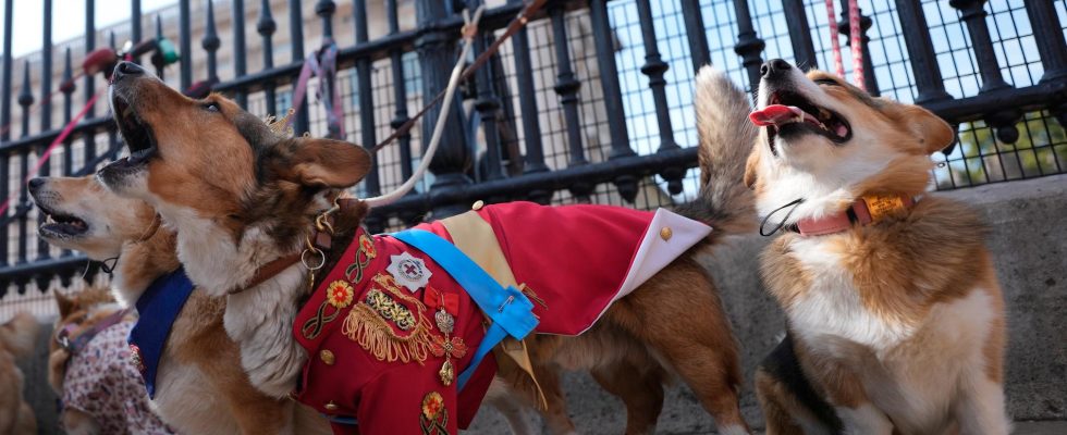 Queen Elizabeth is honored with a corgi parade