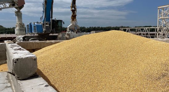 Restriction of Ukrainian grain why three countries are resisting the