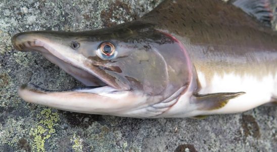 Russian monster salmon is spreading in Sweden