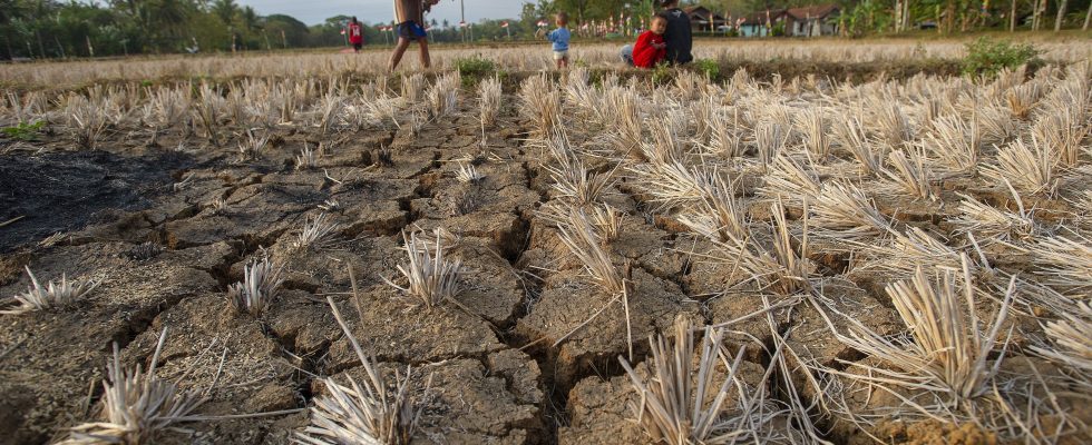 Stifling heat drought El Nino a glimpse of tomorrows climate