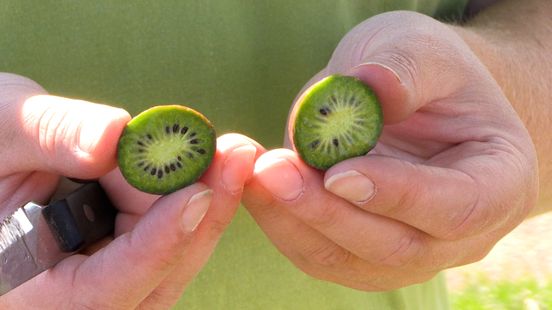 The apple picking day also changes with the climate you