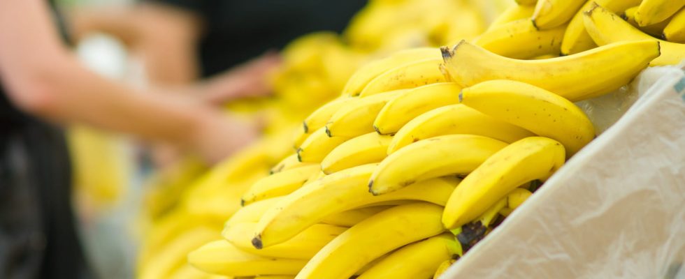 The banana spider responsible for a painful and very long