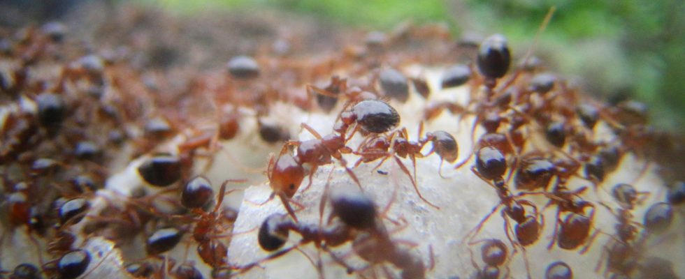 The fire ant has arrived in Europe why we should