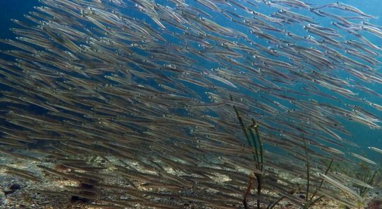 The fish in the sea are shrinking but becoming more