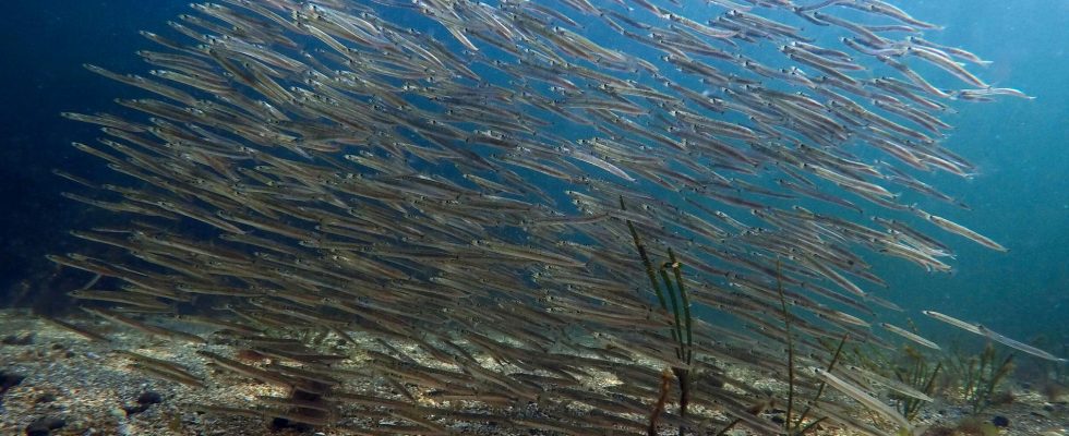 The fish in the sea are shrinking but becoming more