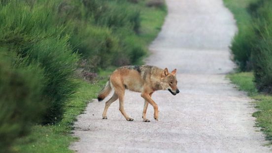 Utrecht Staten factions are calling for action against the spread