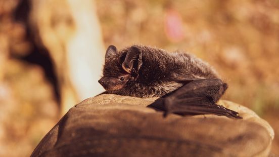 Vereniging Eigen Huis stops cavity wall insulation due to bat