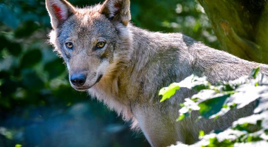 WWFs appeal to the EU Do not reduce wolf protection