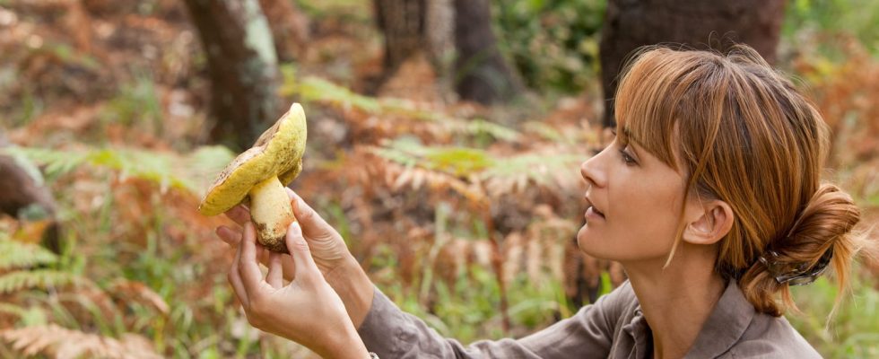 What to do in case of mushroom poisoning Symptoms