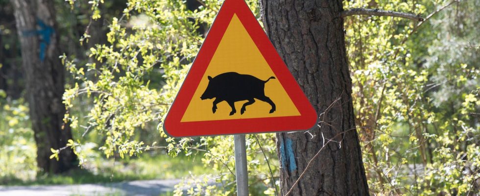 Wild boar in waste stations in 20 municipalities