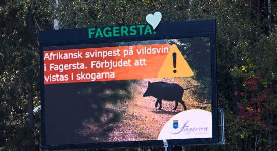 Wild boar near Katrineholm not infected with plague