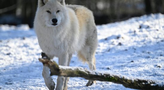 the new wolf plan frustrates breeders and outrages nature defenders