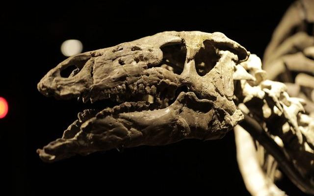 150 million year old dinosaur skeleton sold The price was