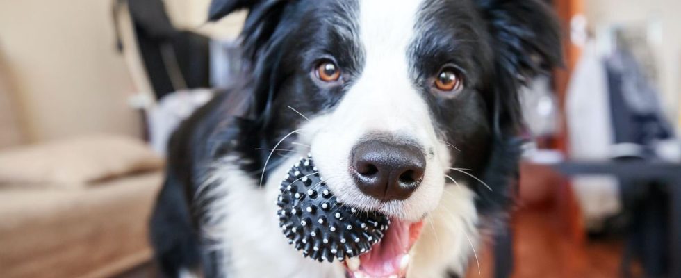 17 year old boy survives stroke thanks to his dog