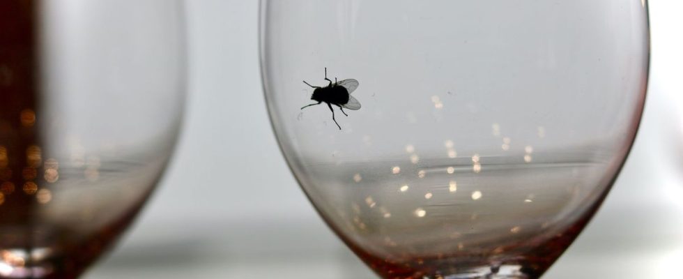 A fly fell into your glass should you drink it