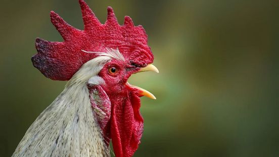 Anger and sadness about rooster dump in the province of