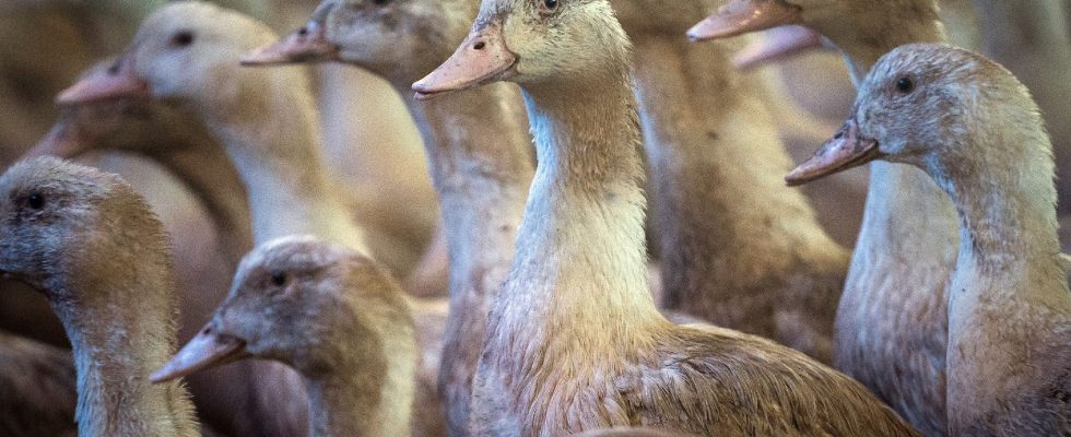 Avian flu how France will vaccinate tens of millions of