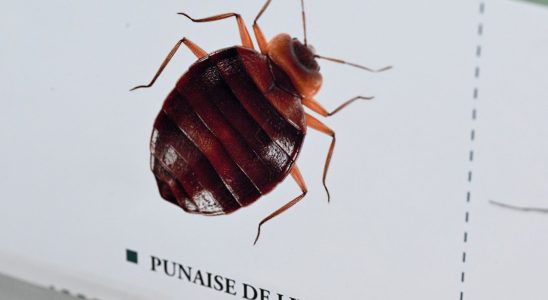 Bedbugs a justified psychosis An experts answers in the event