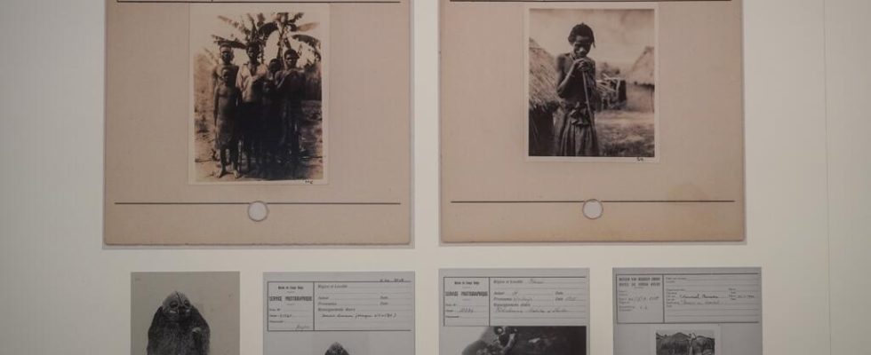 Belgium controversy at the Royal Museum for Central Africa around