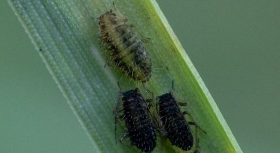 Biologist Luc Hoogenstein finds 2000th species in his own garden