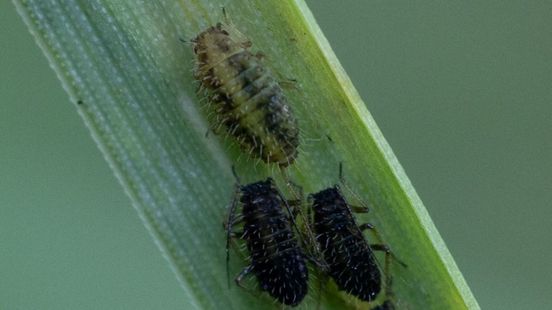 Biologist Luc Hoogenstein finds 2000th species in his own garden