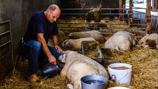 Bluetongue virus continues to spread also in our province