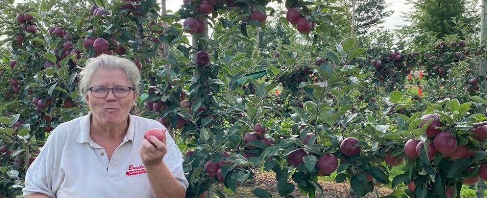 Busy season at apple farm operation