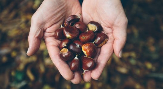 Chestnut or chestnut differences which are edible