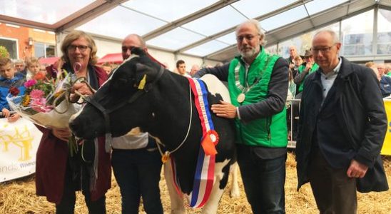 Cow market in Woerden without cows this year due to