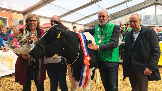 Cow market in Woerden without cows this year due to