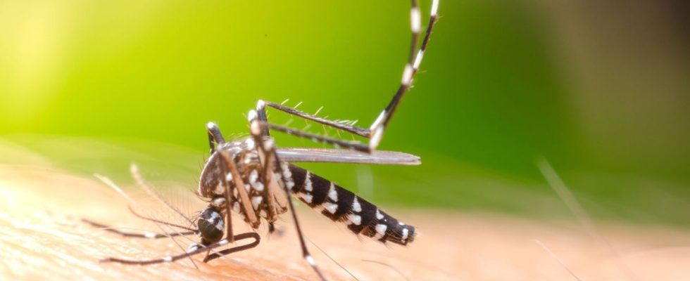 Dengue arrives near Paris What are the risks of catching