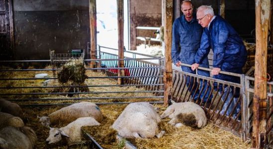 Desperate bluetongue farmers are considering damage claims Province of Utrecht